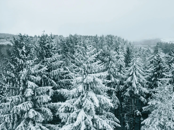 some very tall pine trees covered in snow