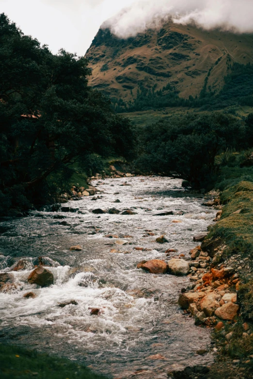 a river running through a lush green forest