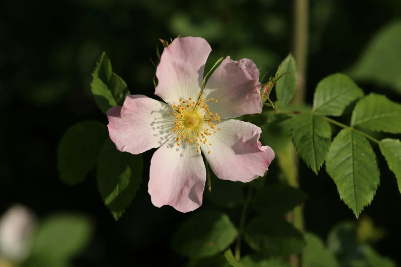 the pink and white flowers are in the foreground