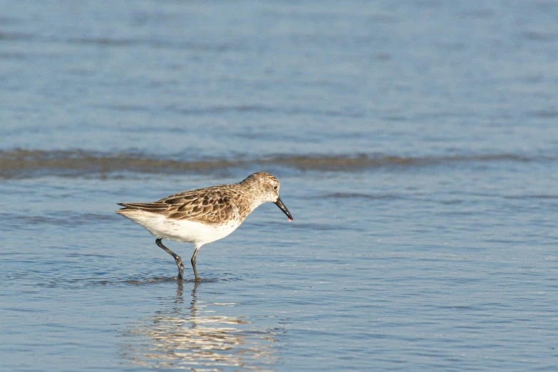 a brown and white bird walking along the beach