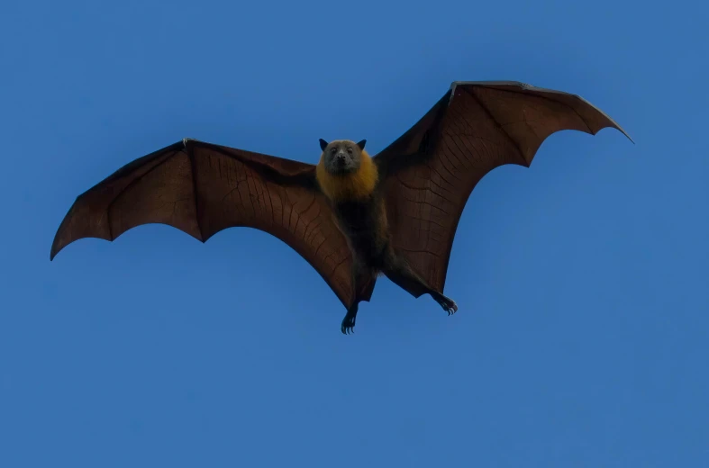 a bat flying through a blue sky in the wild