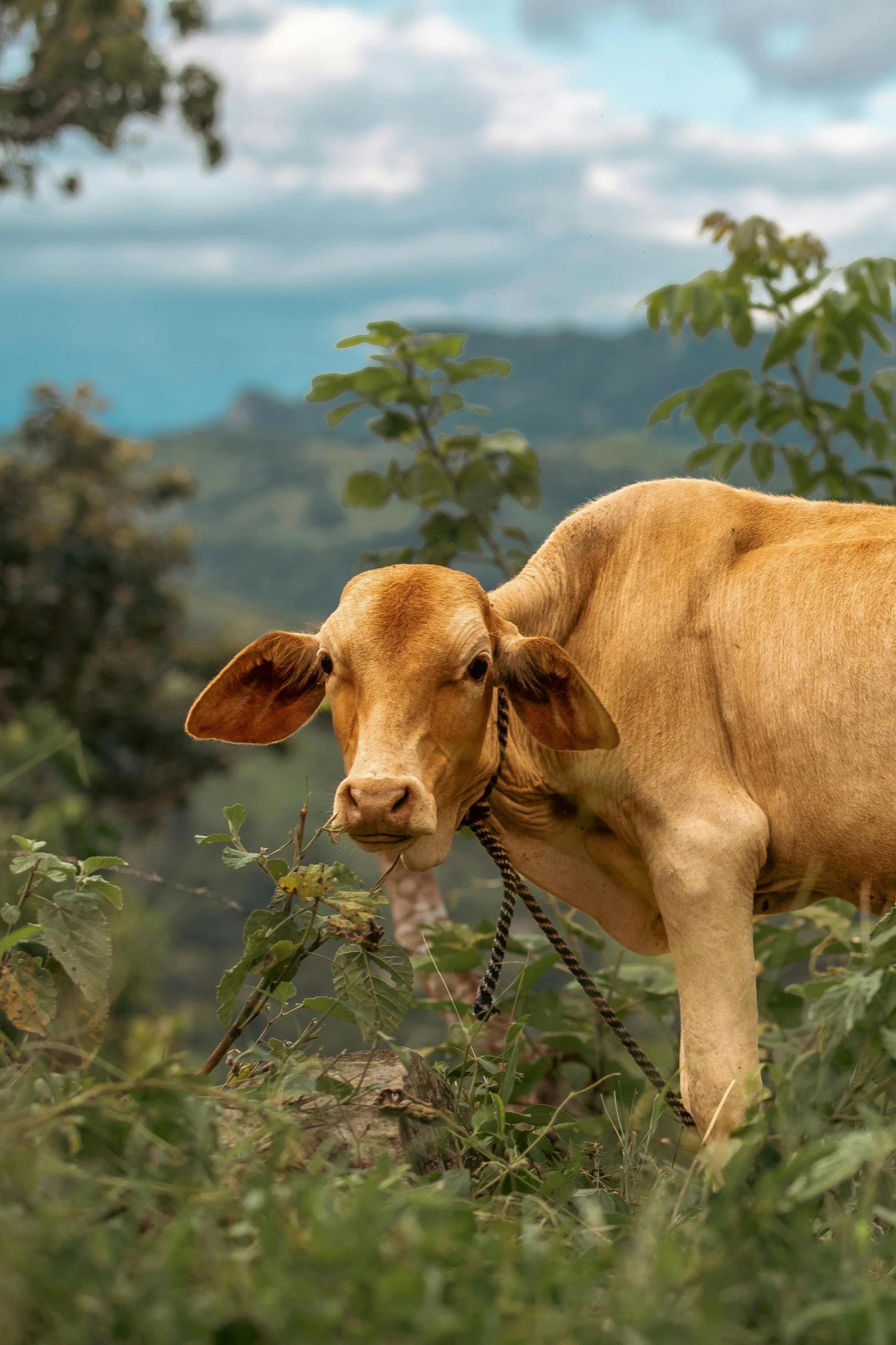 a brown cow that is in some grass