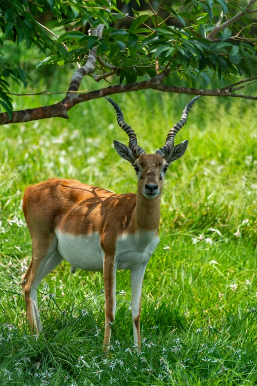 an animal with very big horns stands near some nches