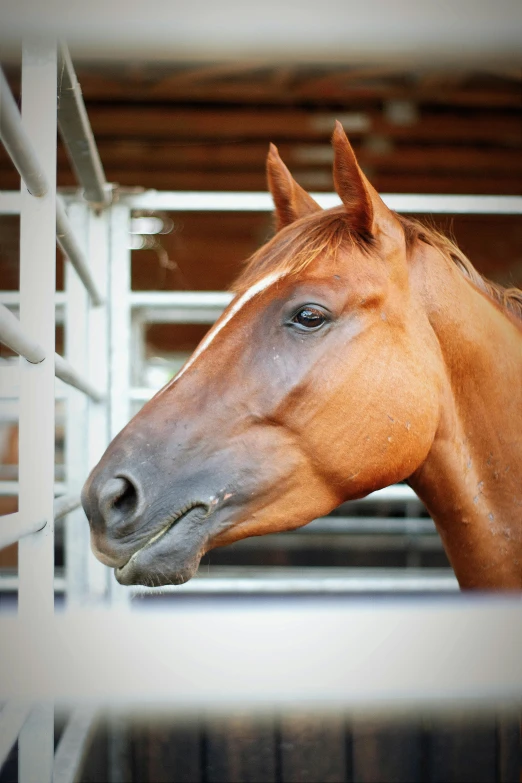 a horse in its pen that is very close to the camera