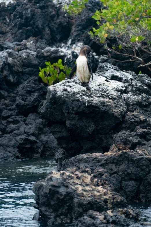 a bird sitting on a rocky cliff in the sun