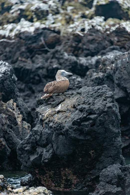 a bird is sitting on a rocky hill