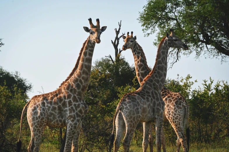 three giraffe standing in front of trees on a sunny day