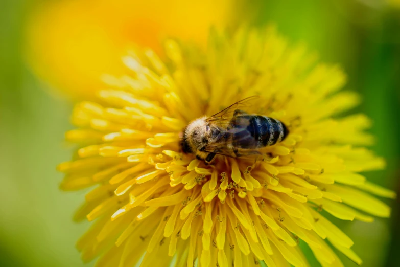 a bee is sitting on a yellow flower