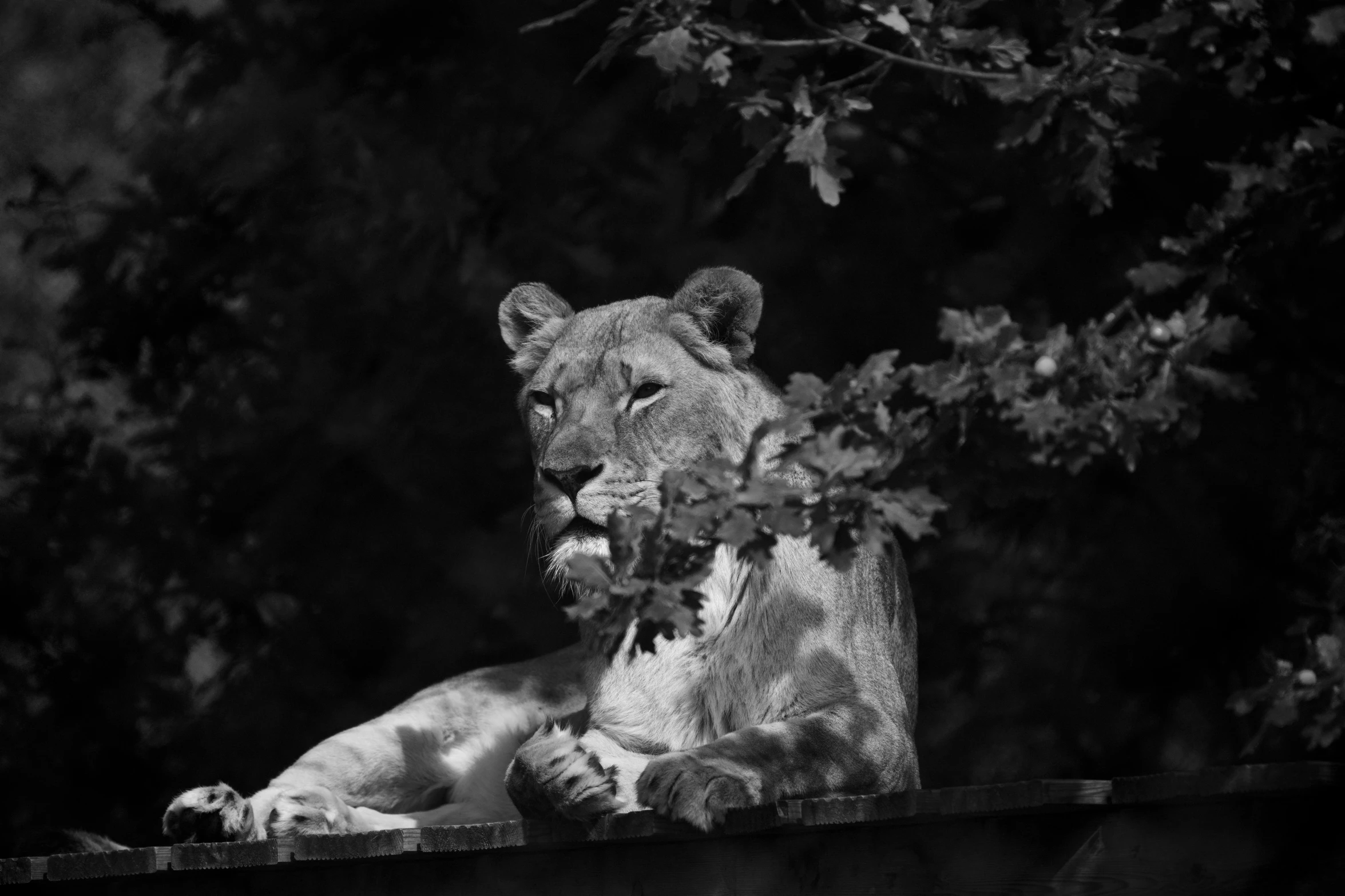 a large adult lion rests in the sun