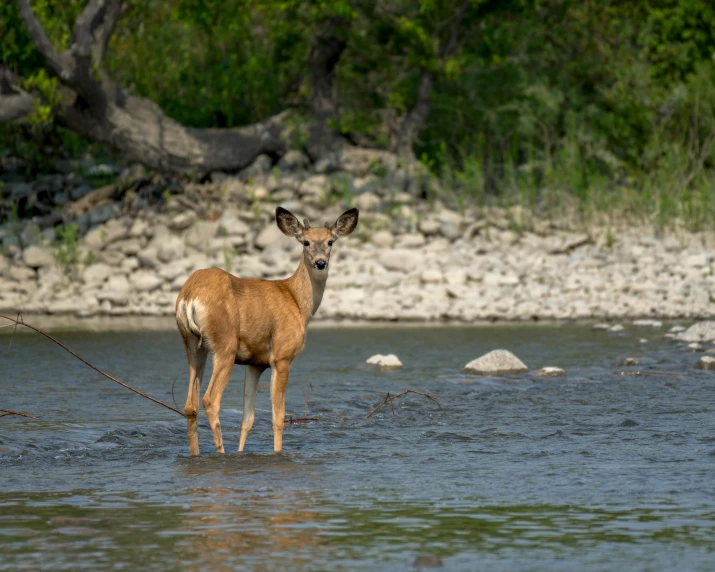 a small deer is walking through the water