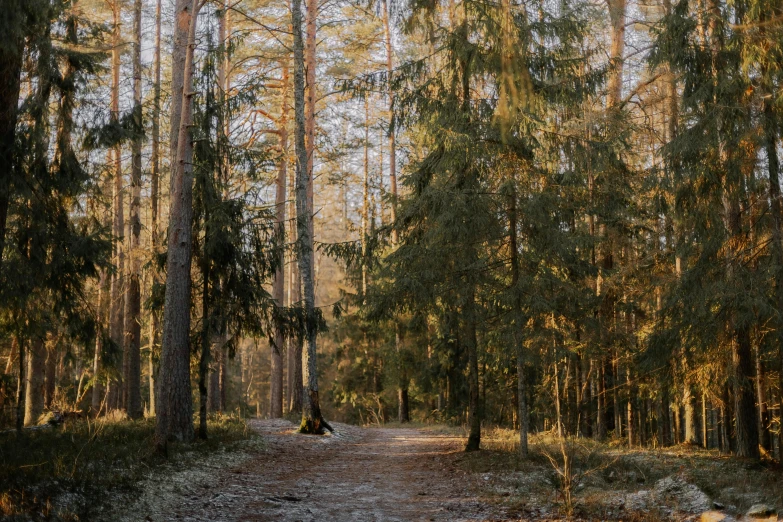 people walking on a dirt path in the forest