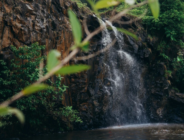 waterfall with tree in the foreground surrounded by greenery