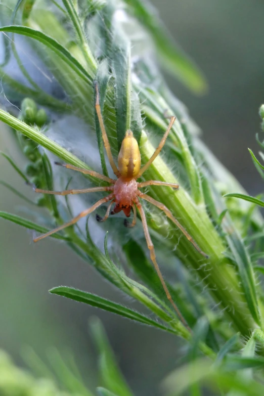 the spider is on a green plant with drops of dew