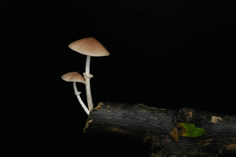 two mushrooms on black background in a group