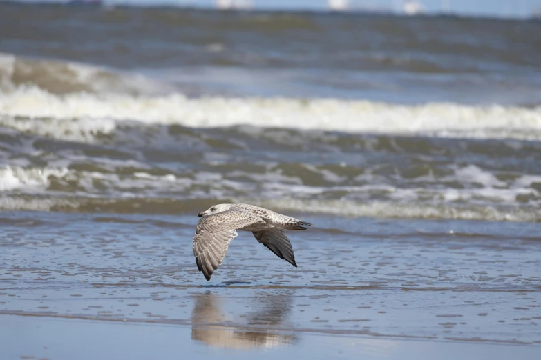 a bird is flying low to the water