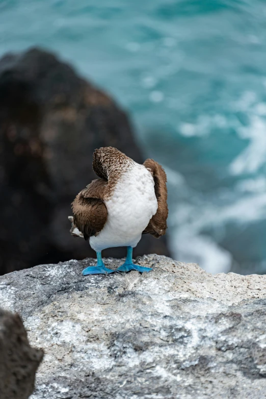 a small bird is sitting on a rock