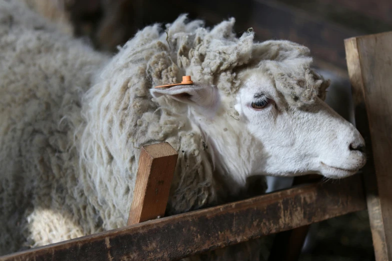 sheep that is laying down on a bench