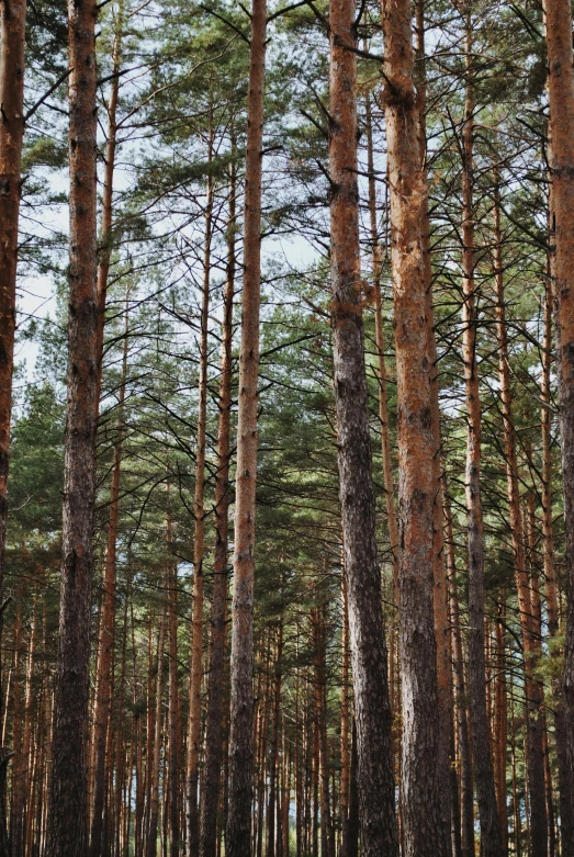 a path running through a pine forest in the daytime