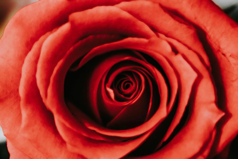 a red rose in the middle of the frame