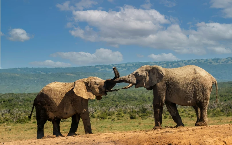 two elephants fighting in a field on a sunny day