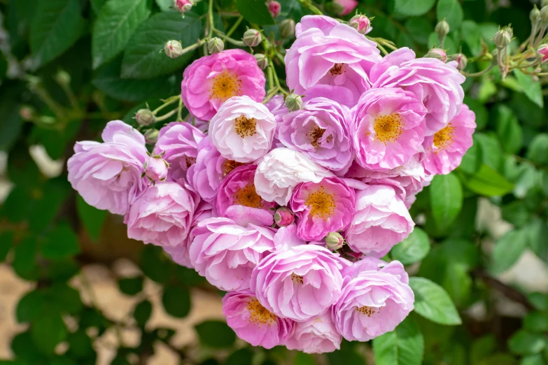 there are many pink flowers growing out of the bush