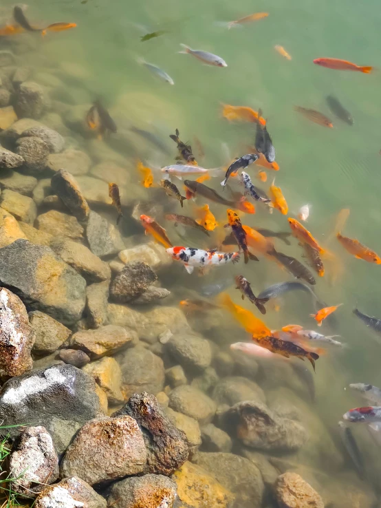 many fish swim near each other near the water