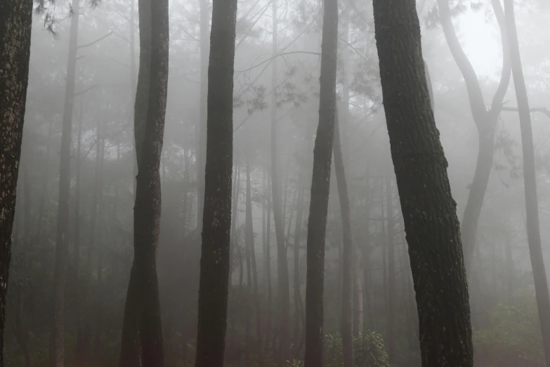 a foggy wooded area with benches and umbrellas