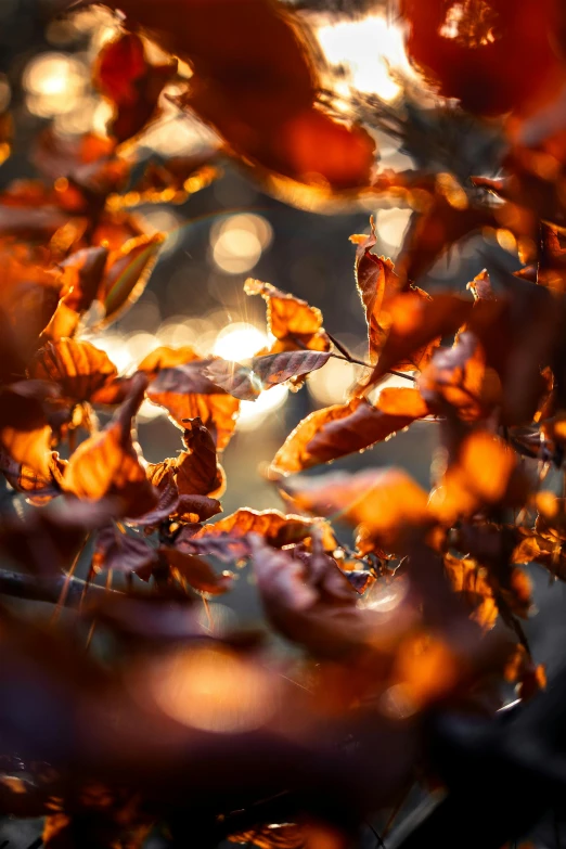 an autumn scene with some orange leaves