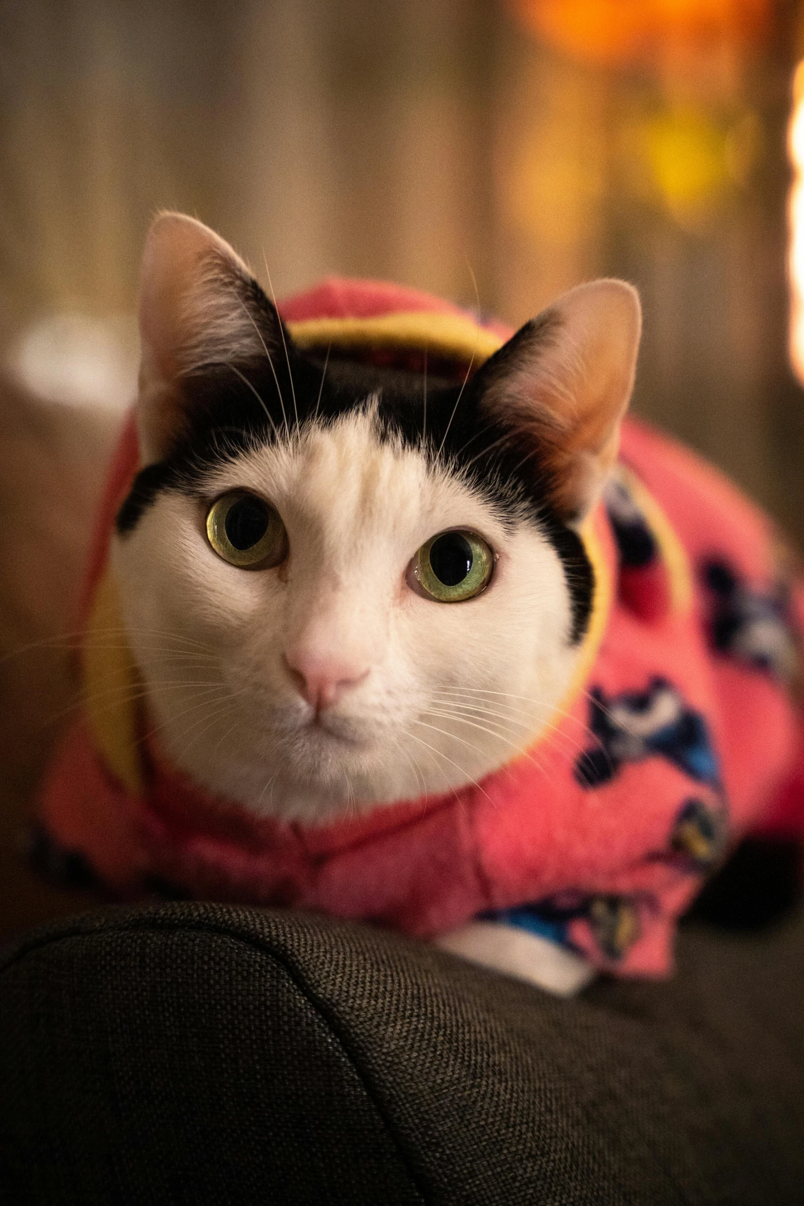 a cat with a red jacket on that has a black and white face