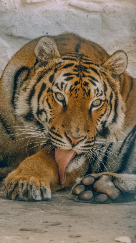 a large tiger laying on top of a cement wall