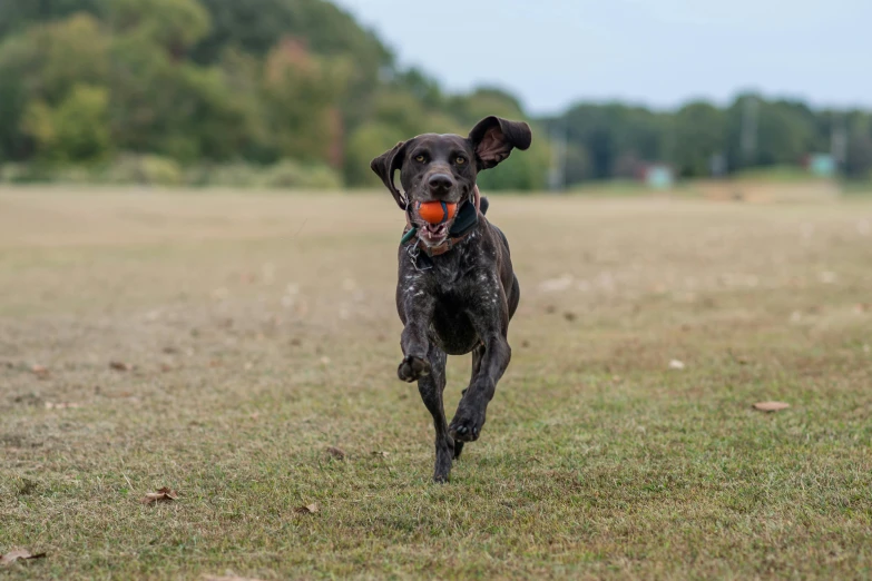 a dog running with a ball in its mouth