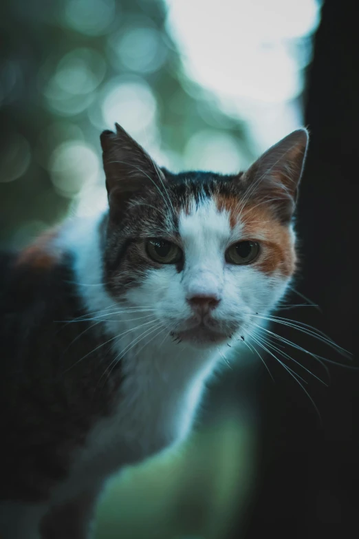 a close up of a cat with blurry trees in the background