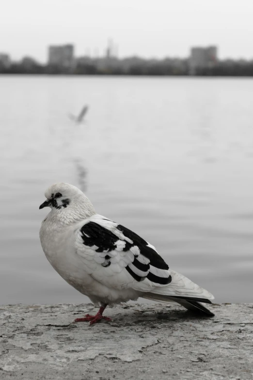 a pigeon is sitting on a rock near the water