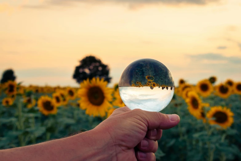 person's hand holding up a ball shaped like a sunflower