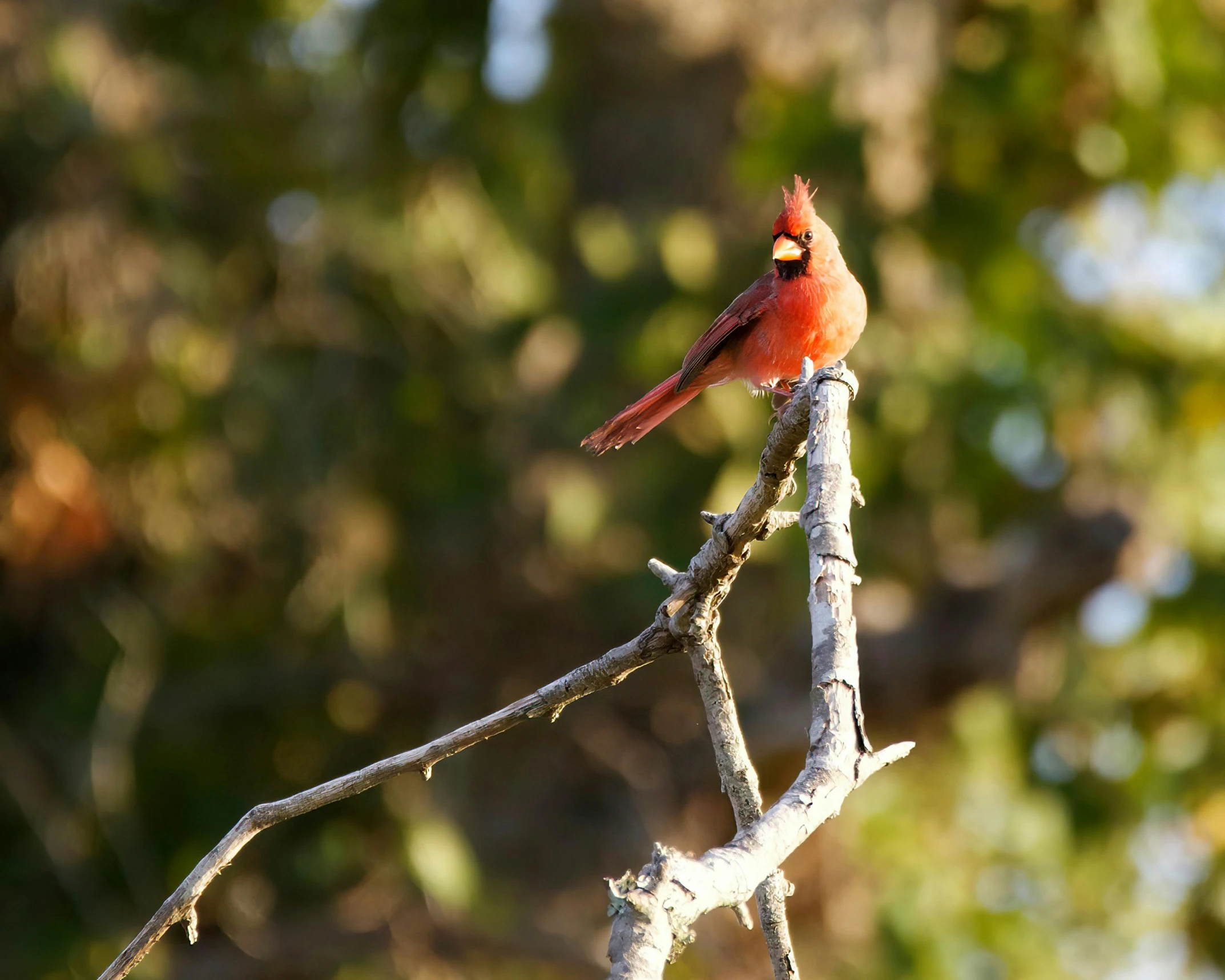 a red bird sitting on a tree nch