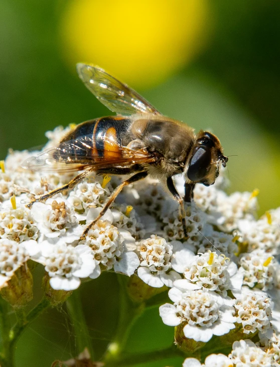 a bee is sitting on some white flowers