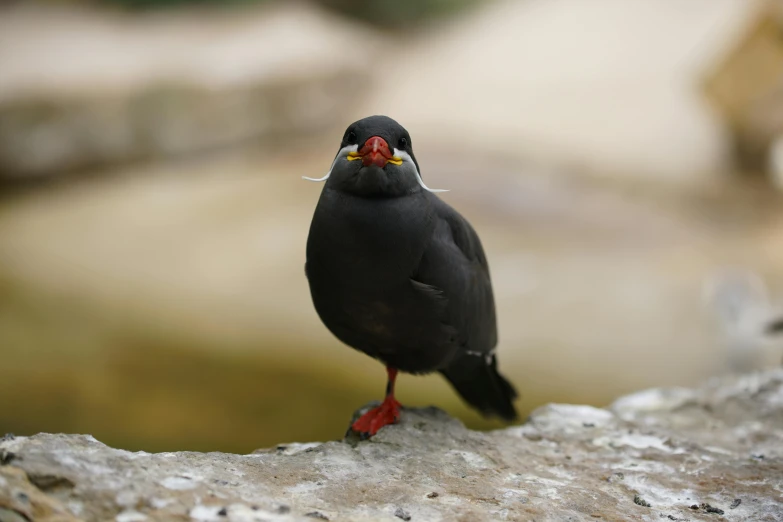 a black bird is perched on a rock