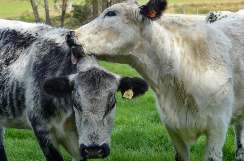 one calf being kissed by the other cow, in the field