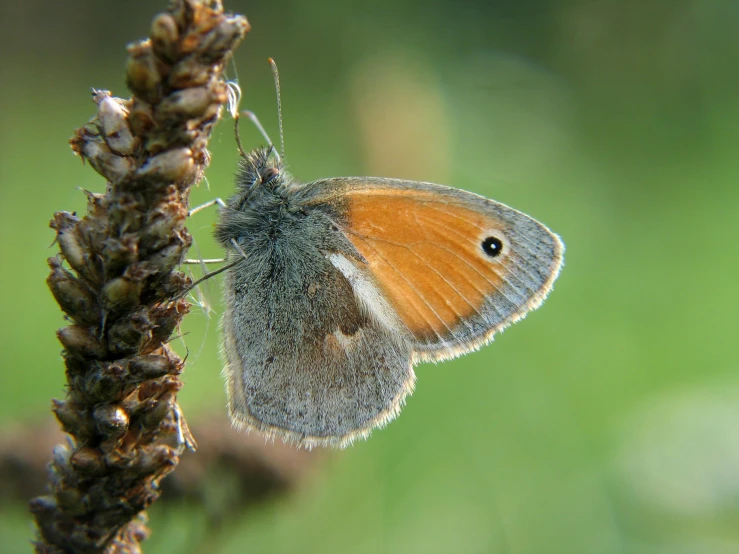 small blue erfly on a leafy nch