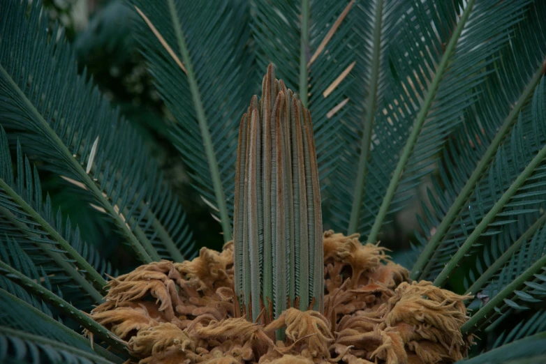 this picture is of a green plant with very thin leaves