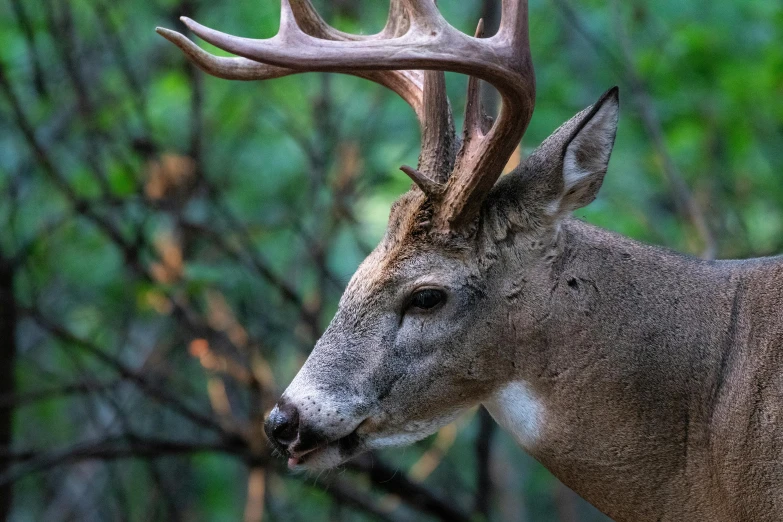 a white tailed deer with large horns in the forest