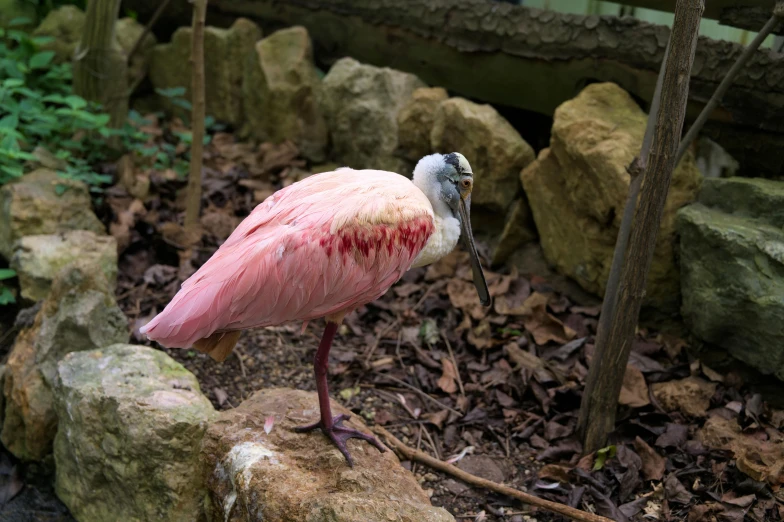a very weird pink bird standing on a rock