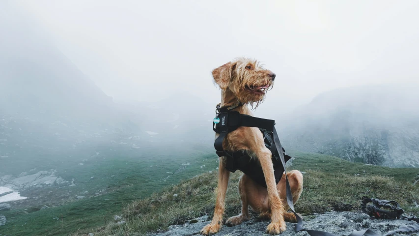 a dog in black jacket on top of a mountain