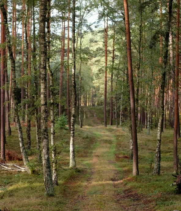 the trail goes through an area that has many tall trees and a green field