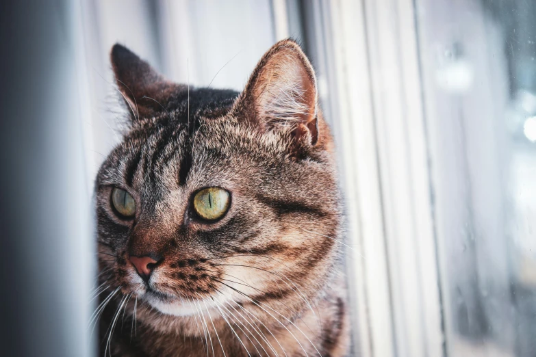 a cat with very green eyes staring out the window