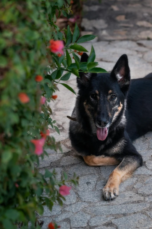 a dog sits in the sunlight with its tongue hanging out