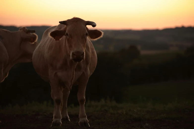 two cows are standing together in a field