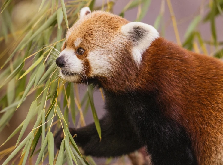 a bear carries a green nch of a tree