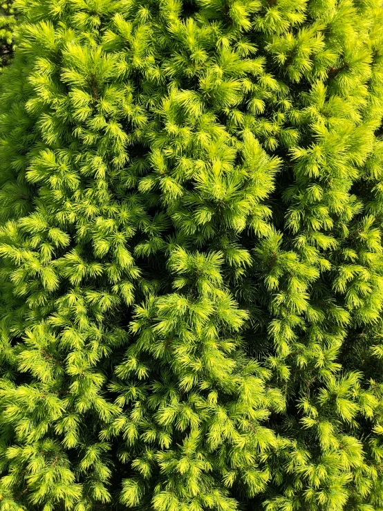 a large green plant next to an airplane