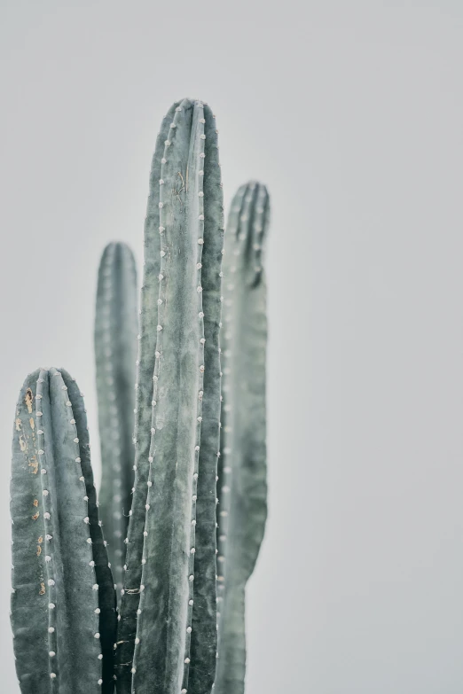 a cactus in front of a grey sky